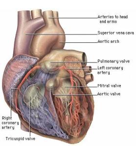 interior_heart_anatomy